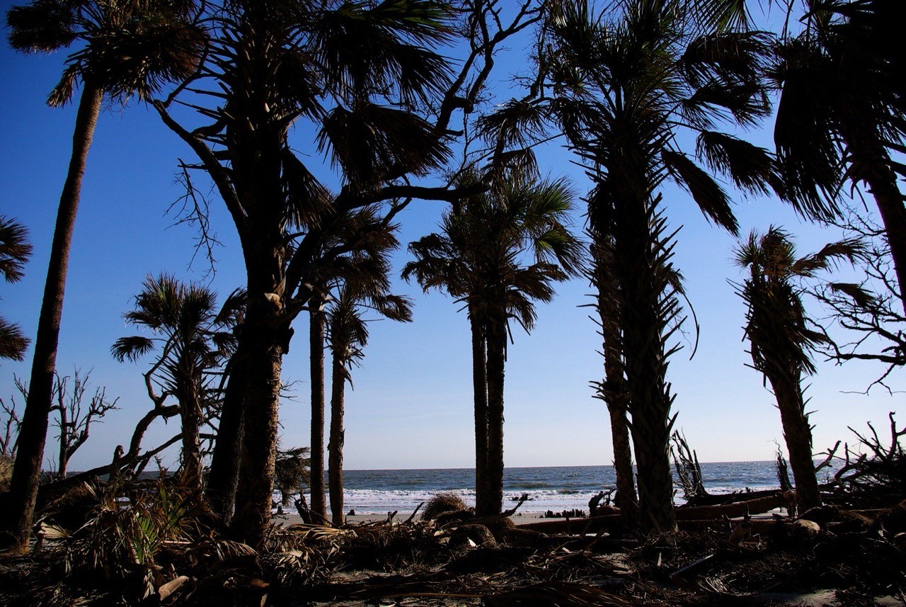 Silhouetted palm trees standing resilient against a blue sky with ocean behind, debris scattered at their base