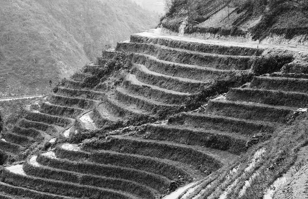Terraced rice farming