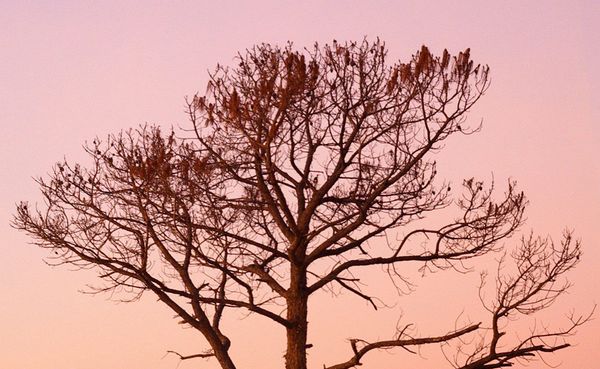 Dead tree branches.